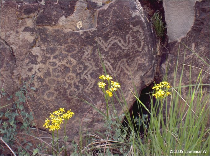 844 shelr bpk 14062005 petroglyphs yellow flowers rst.jpg